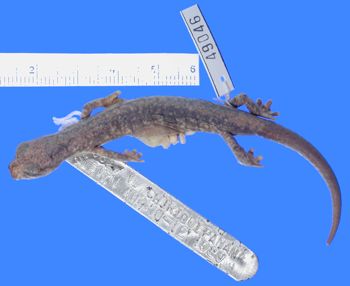 Media type: image; Herpetology A-49046